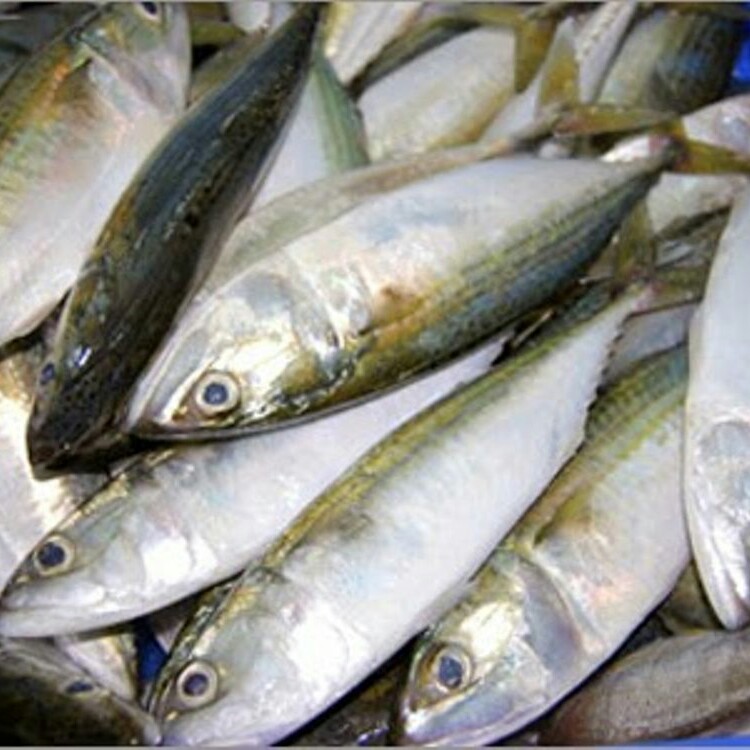Ikan Kembung -PK-
