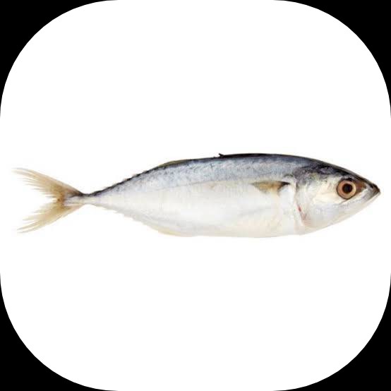 Ikan Kembung