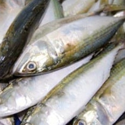 Ikan Kembung