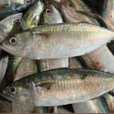 Ikan Kembung