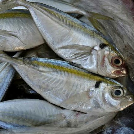 Ikan Kembung