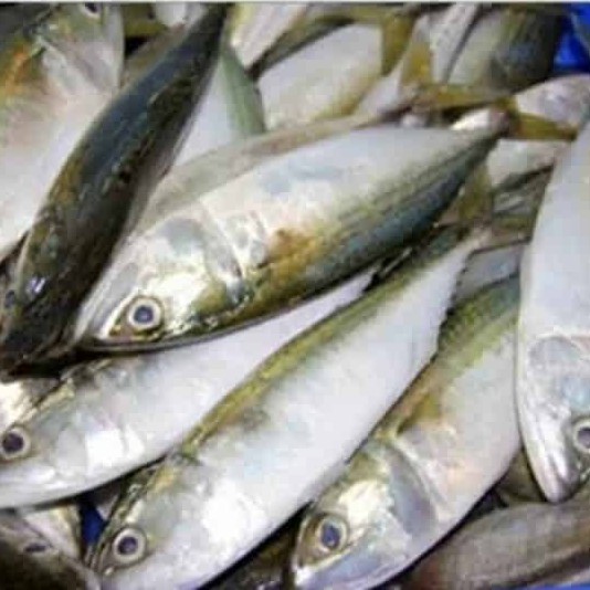 Ikan Kembung