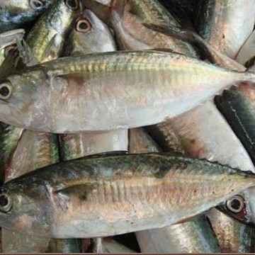Ikan Kembung 1kg 