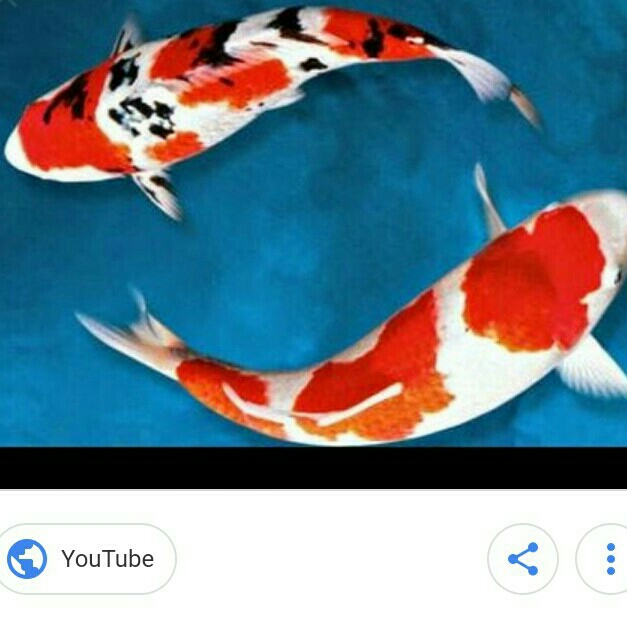 Ikan Koi