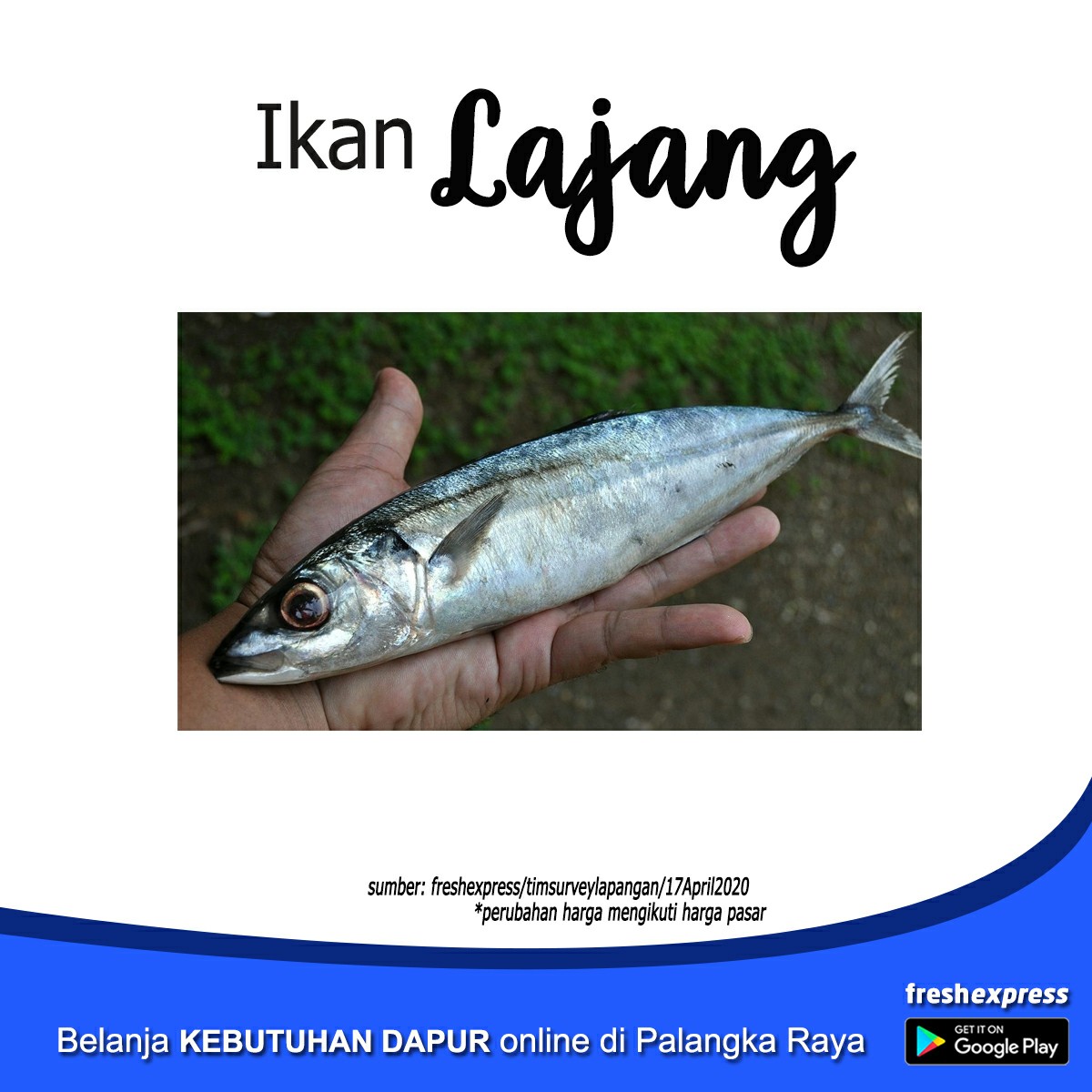 Ikan Lajang  1Kg