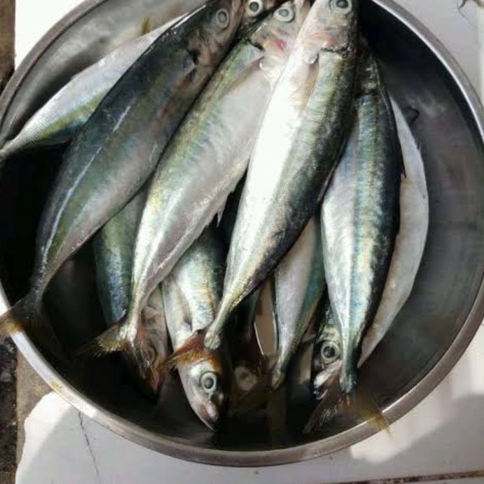 Ikan Lajang