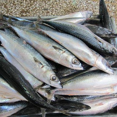 Ikan Layang