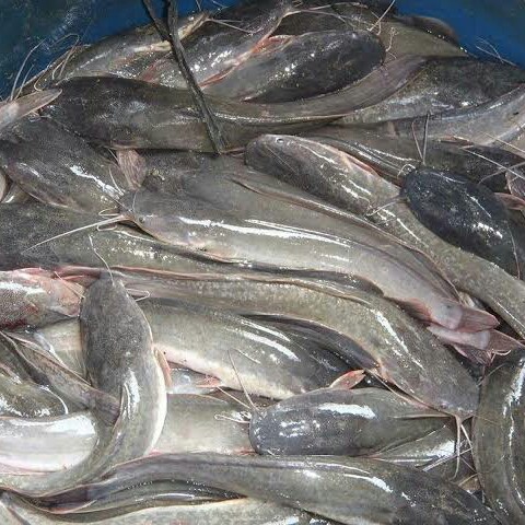 Ikan Lele -PK-