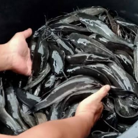 Ikan Lele