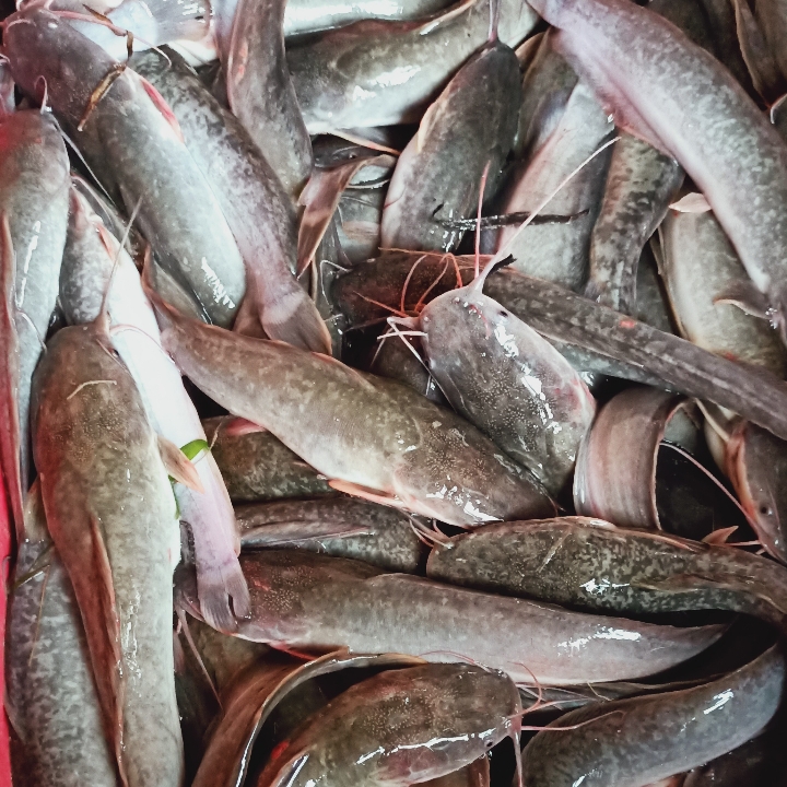 Ikan Lele