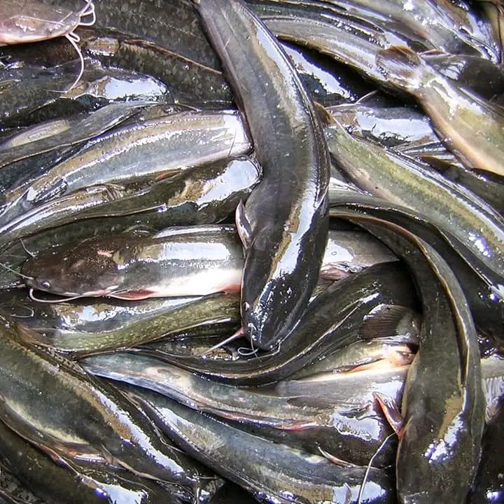 Ikan Lele 1 Kg