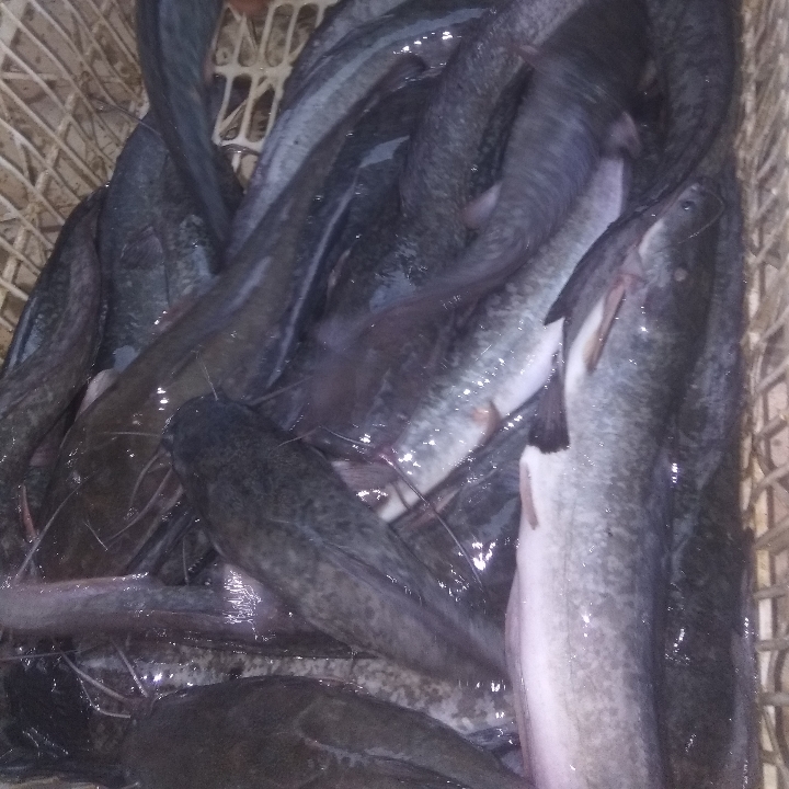 Ikan Lele