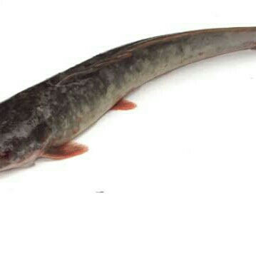 Ikan Lele