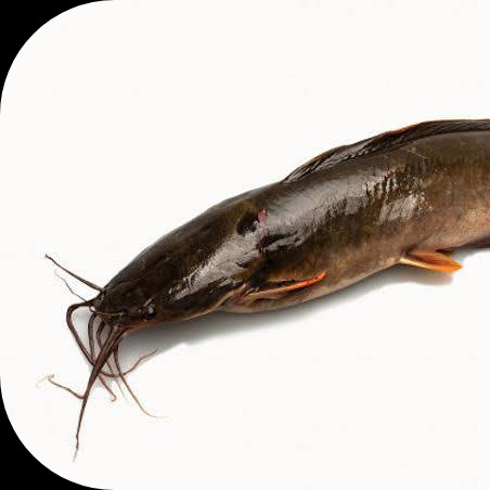 Ikan Lele