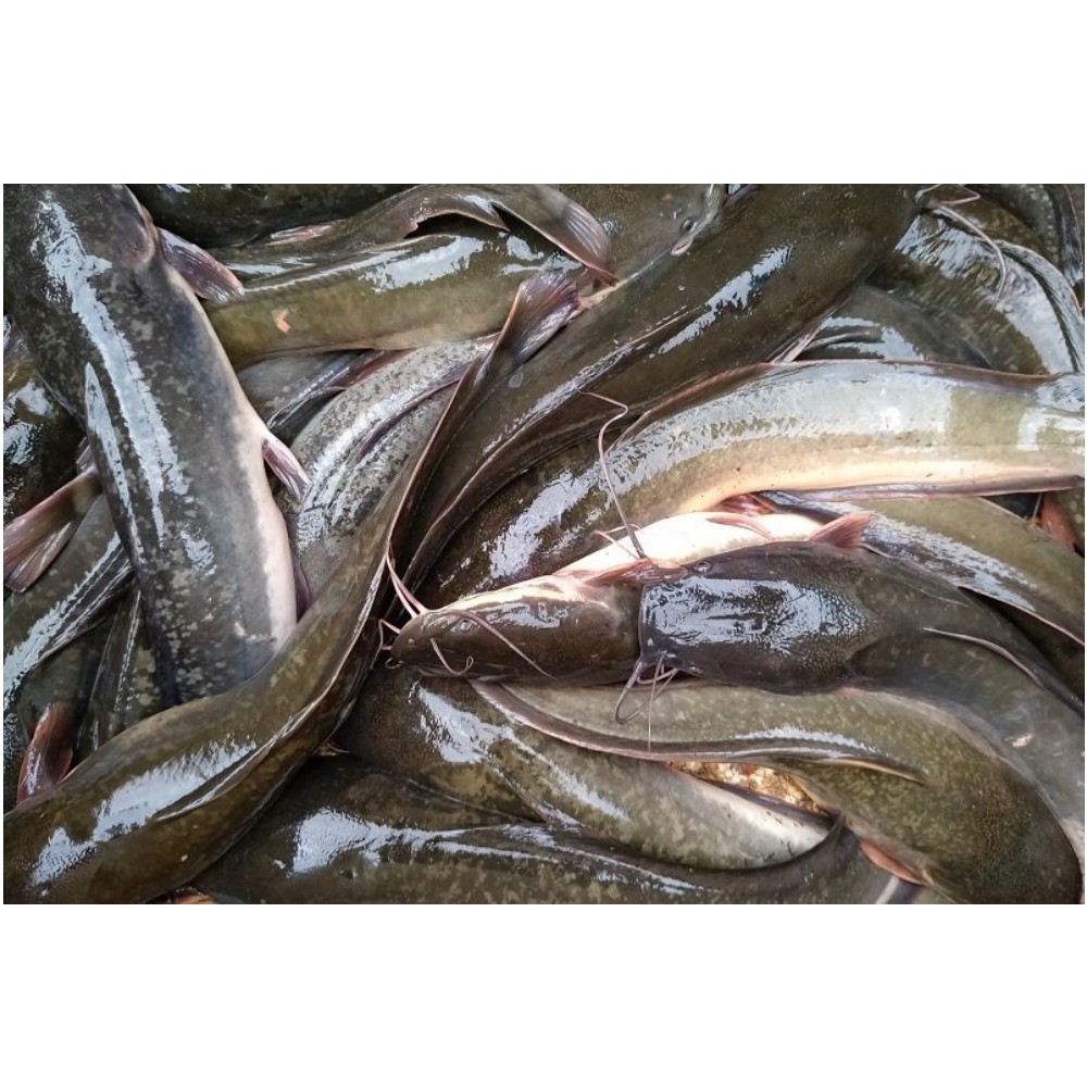 Ikan Lele