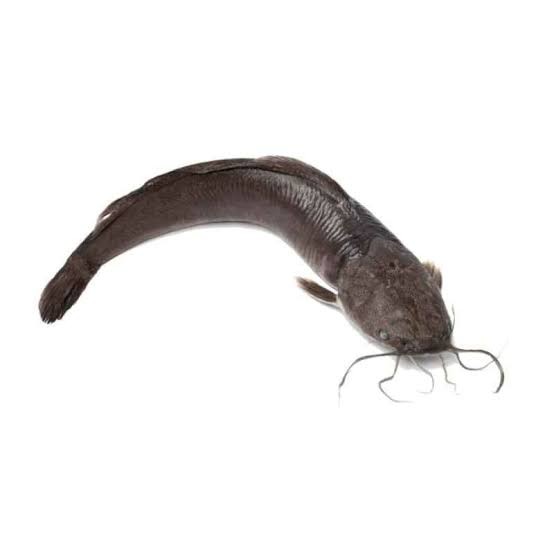 Ikan Lele
