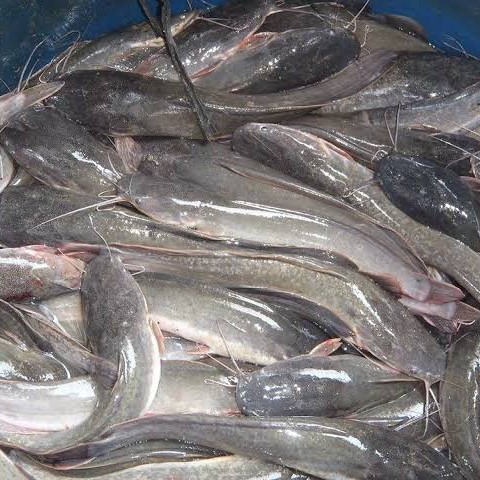 Ikan Lele 1 Kg