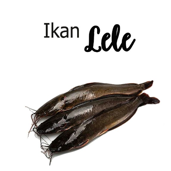 Ikan Lele 1 Kg