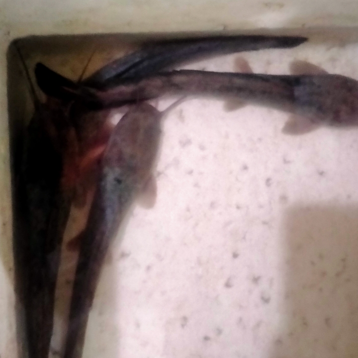 Ikan Lele Goreng