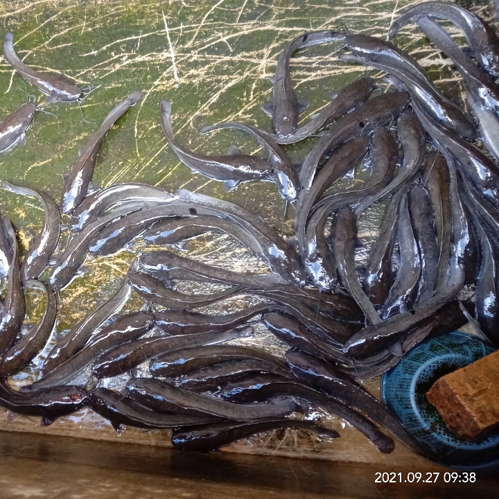 Ikan Lele Per Satu Kilo