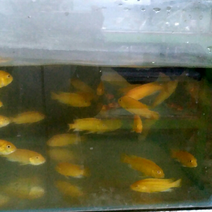 Ikan Lemon