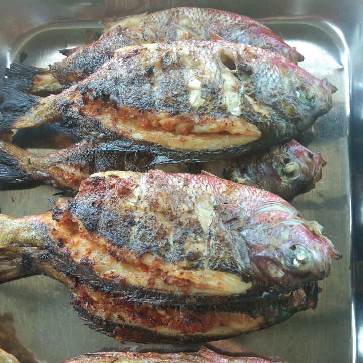 Ikan Lolosi Belah Rica