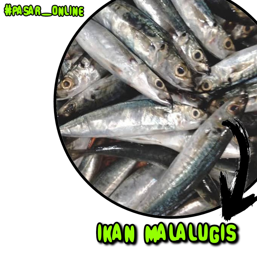 Ikan Malalugis 1kg