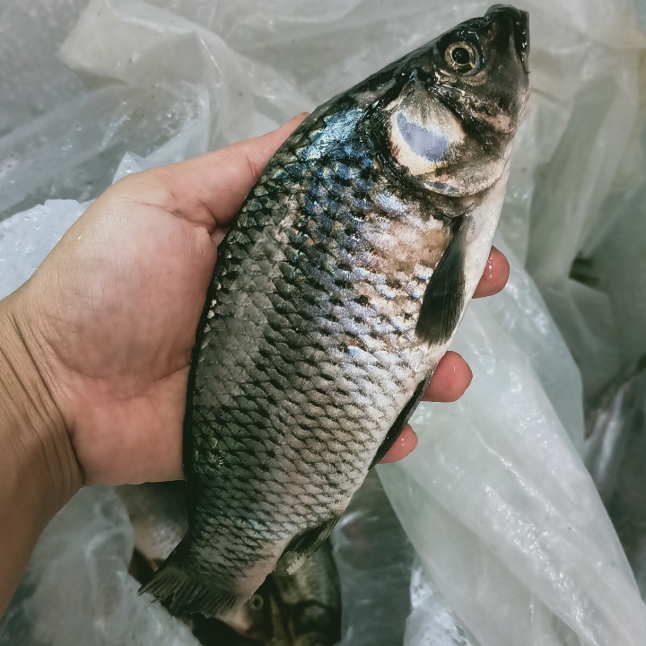 Ikan Mas