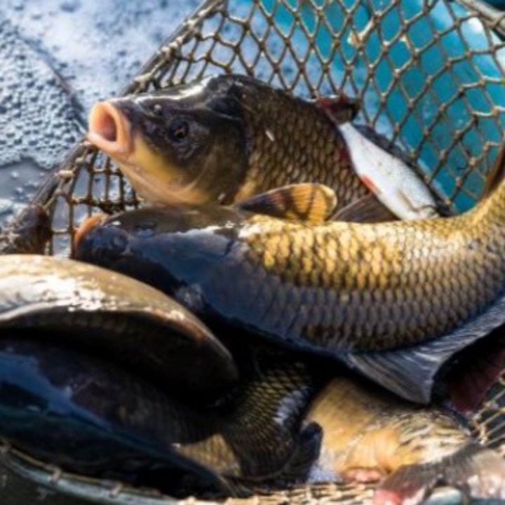 Ikan Mas