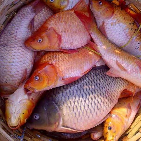 Ikan Mas