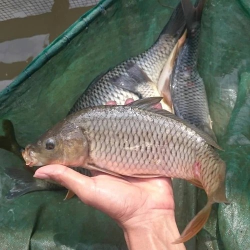 Ikan Mas
