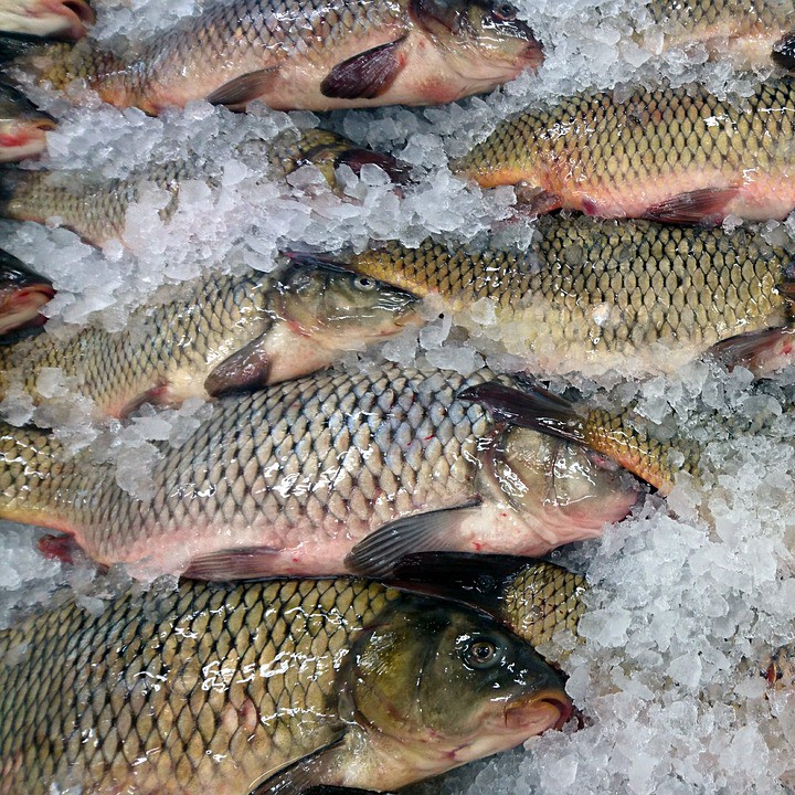 Ikan Mas