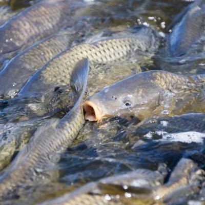 Ikan Mas 1Kg