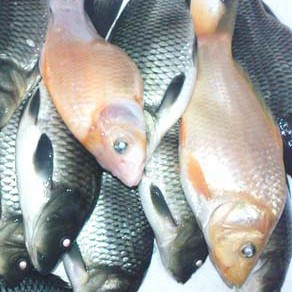 Ikan Mas 1kg 