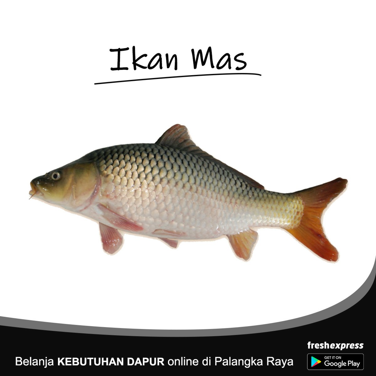 Ikan Mas 1kg