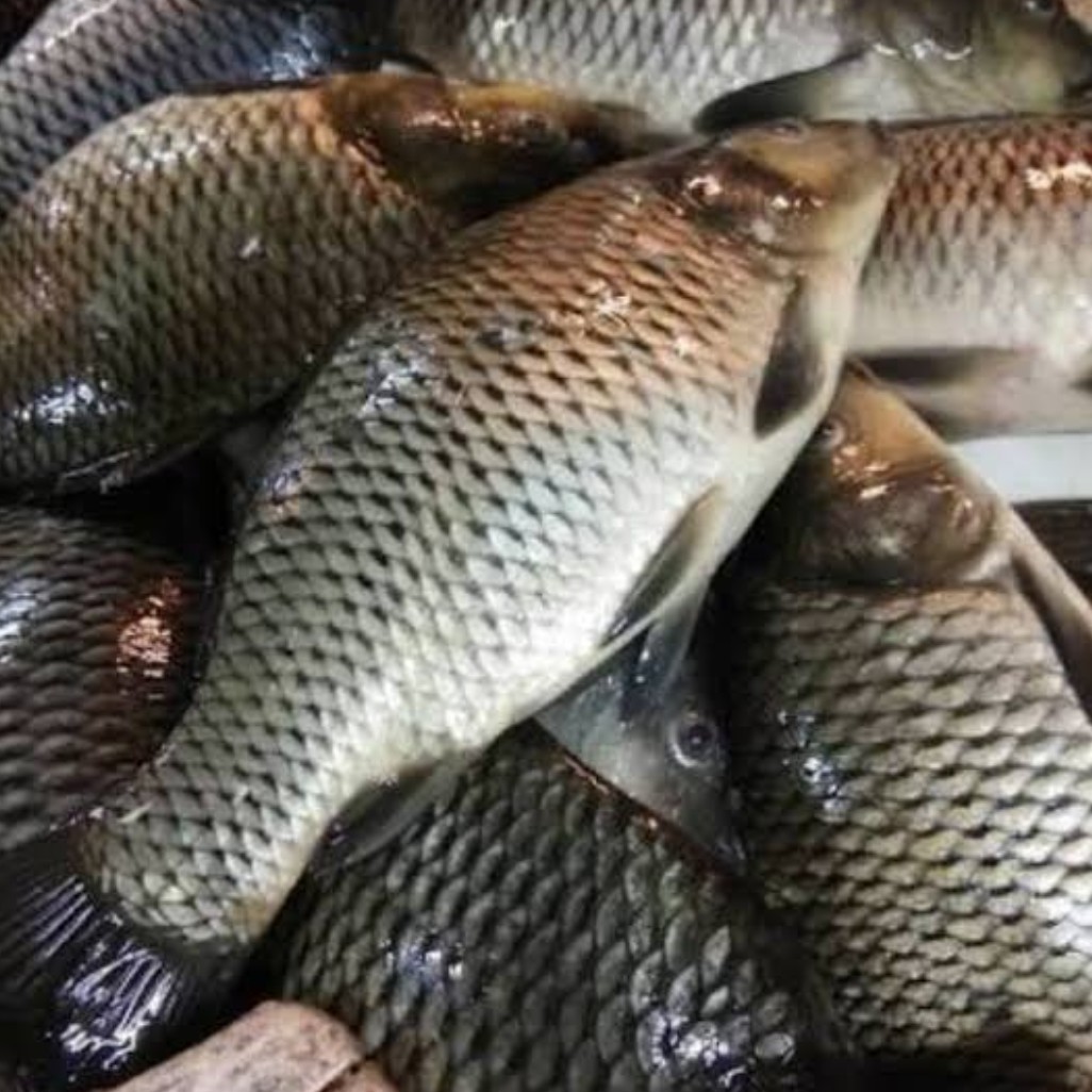 Ikan Mas Air Tawar 500 gr