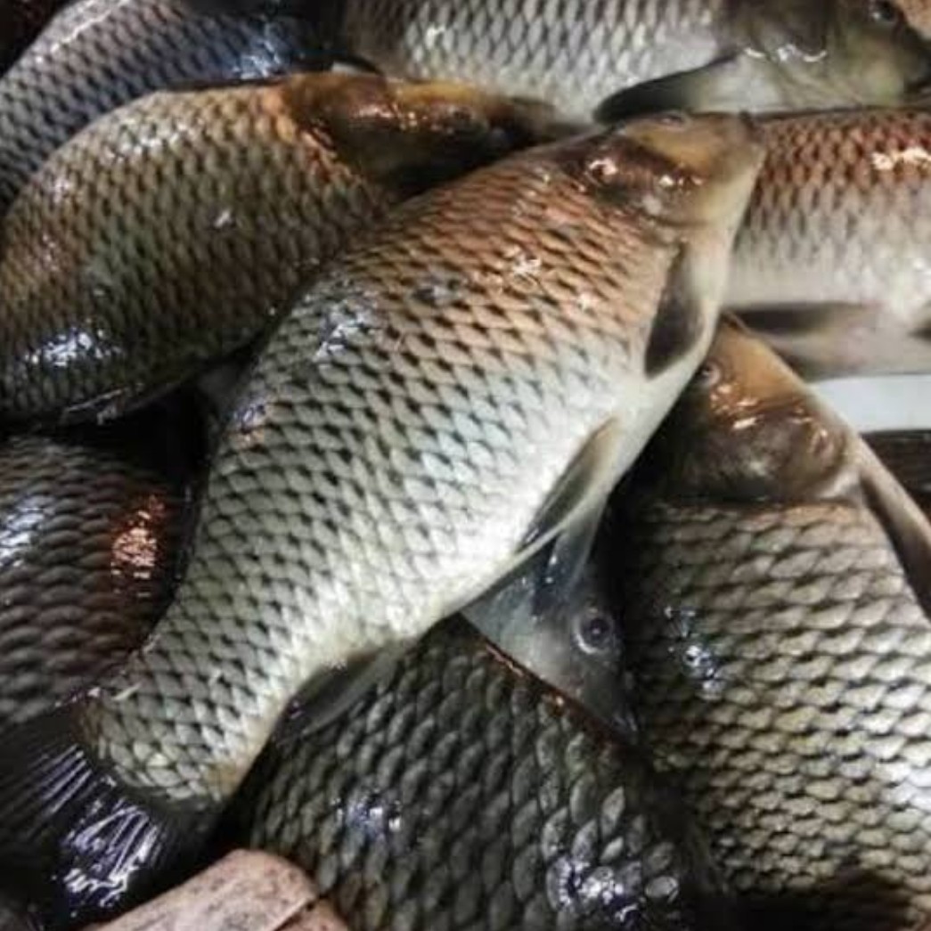 Ikan Mas Air Tawar 1 Kg