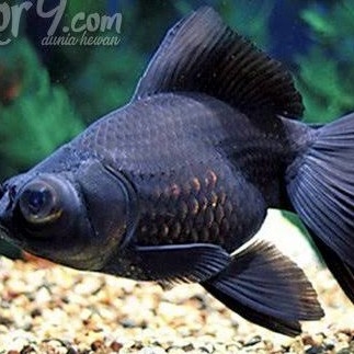 Ikan Mas Koki Black Ekot Cadar