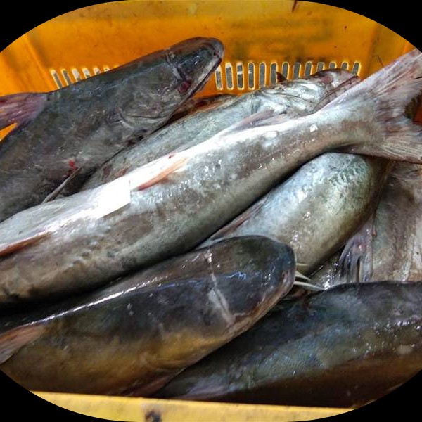 Ikan Mayong