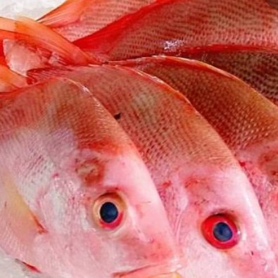 Ikan Merah Besar