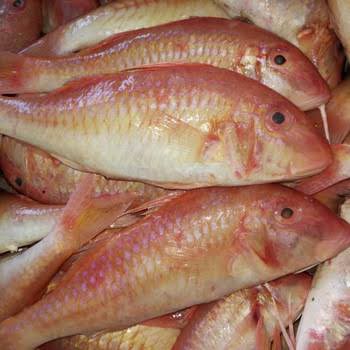 Ikan Merah