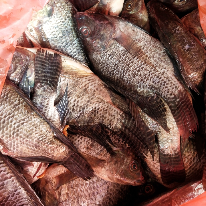 Ikan Mujahir Bersih Perkg