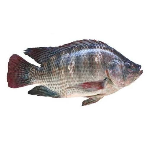 Ikan Mujair