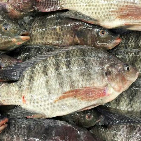 Ikan Mujair