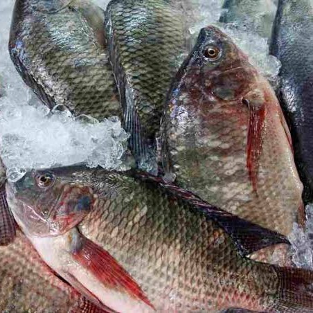 Ikan Mujair