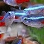 Ikan Neon Satu Pasang