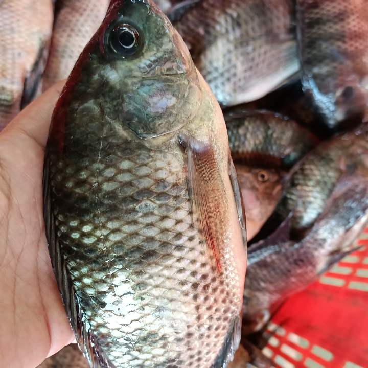 Ikan Nila