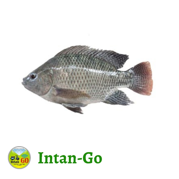 Ikan Nila