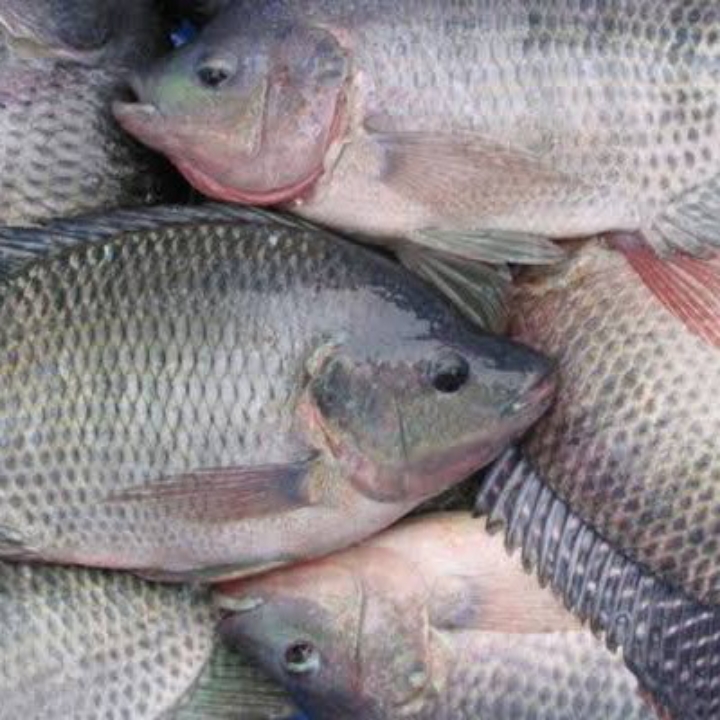 Ikan Nila Di Bersihkan