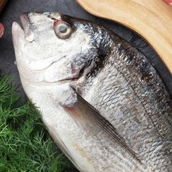 Ikan Nila